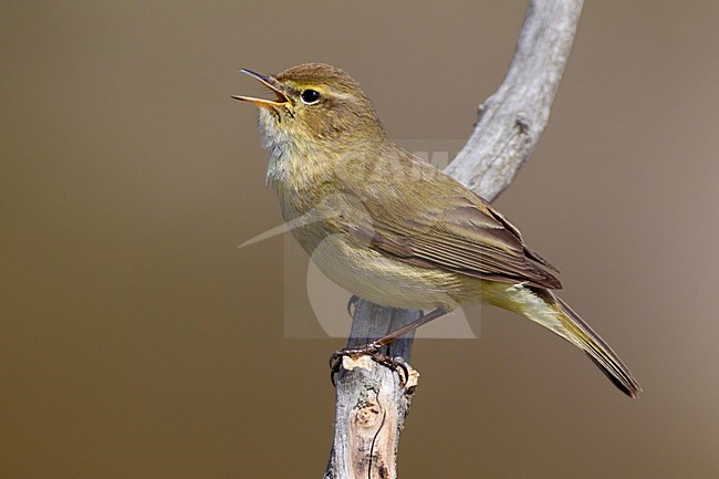 Zingende Tjiftjaf zittend op een tak; Singing Common Chiffchaff perched on a branch stock-image by Agami/Daniele Occhiato,
