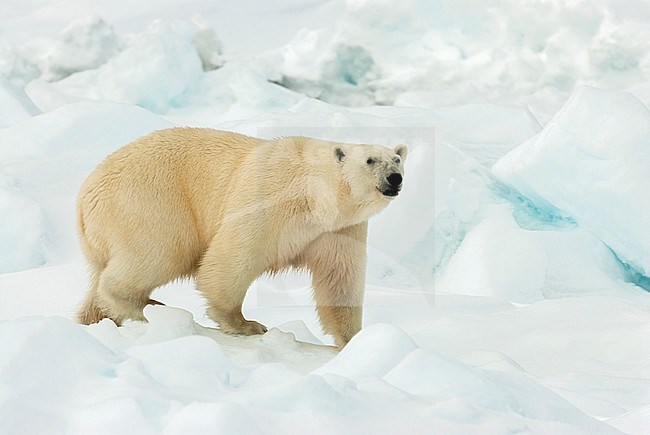 Polar bear (Ursus maritimus) walking in snow stock-image by Agami/Roy de Haas,