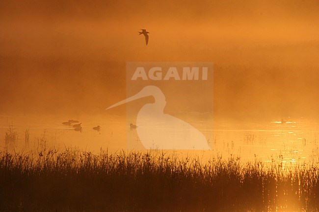Mistige landschappen; Foggy landscapes stock-image by Agami/Menno van Duijn,
