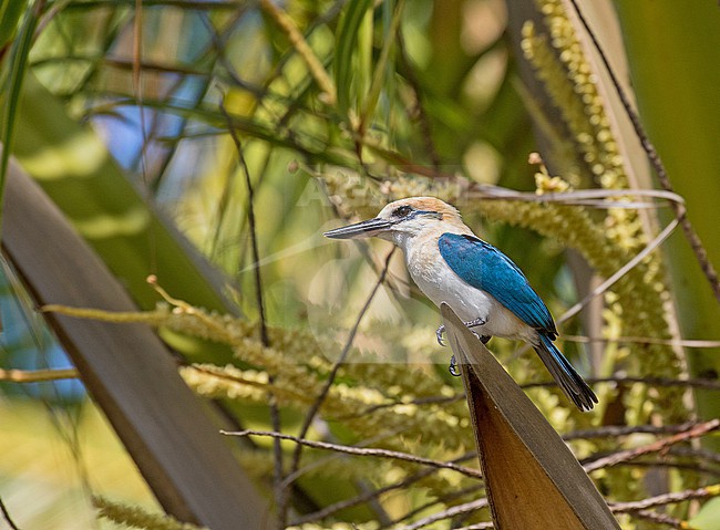 Critically Endangered Niau Kingfisher (Todiramphus gertrudae) in French Polynesia. Perched on a palm leaf. stock-image by Agami/Pete Morris,