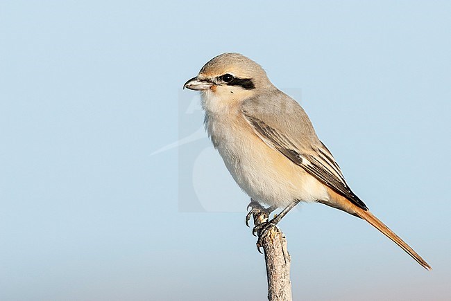 Daurische Klauwier, Daurian Shrike, Lanius isabellinus stock-image by Agami/Arend Wassink,