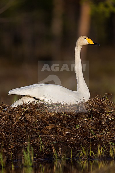 Whooper Swan  (Cygnus cygnus), adult sitting on the nest, Ivalo, Lappland, Finland stock-image by Agami/Saverio Gatto,
