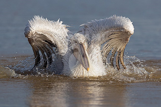 Bathing Dalmatian pelican (Pelecanus crispus) at Lake Kerkini stock-image by Agami/Mathias Putze,