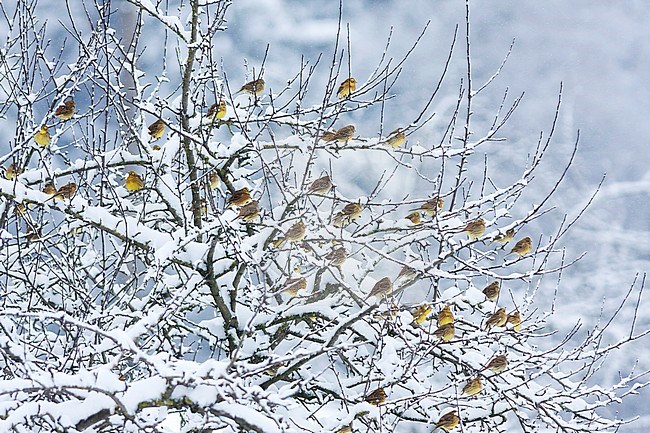 Flock of Yellowhammers (Emberiza citrinella ssp. citrinella) wintering in Germany. stock-image by Agami/Ralph Martin,