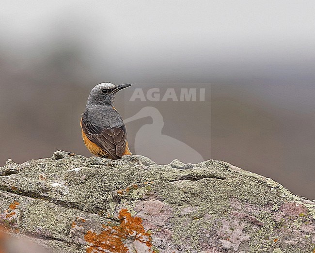 Male Short-toed Rock Thrush (Monticola brevipes) in Angola. stock-image by Agami/Pete Morris,