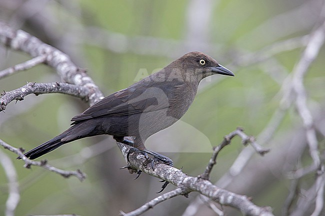 A female Carib Grackle (Quiscalus lugubris lugubris) at Los Flamencos Wildlife Sanctuary, Camarones, La Guajira, Colombia. stock-image by Agami/Tom Friedel,
