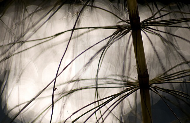 Reuzenpaardenstaart, Great horsetail stock-image by Agami/Rob de Jong,