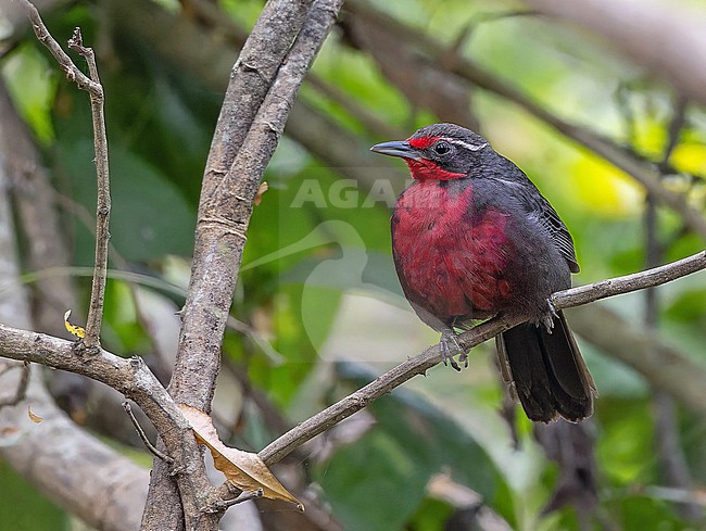 Rosy Thrush-Tanager, Rhodinocichla rosea, in Western Mexico. stock-image by Agami/Pete Morris,