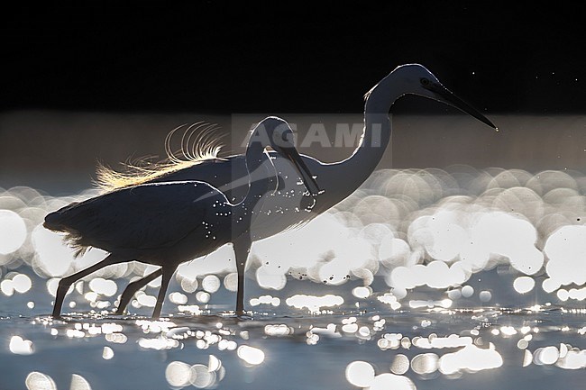Little Egret; Egretta garzetta stock-image by Agami/Daniele Occhiato,