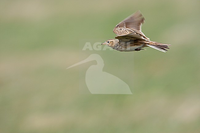Veldleeuwerik in de vlucht; Eurasian Skylark in flight stock-image by Agami/Ran Schols,