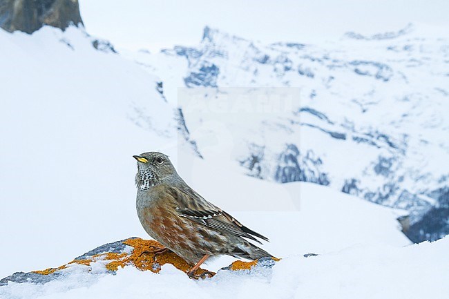 Alpine Accentor - Alpenbraunelle - Prunella collaris ssp. collaris, Switzerland, adult stock-image by Agami/Ralph Martin,