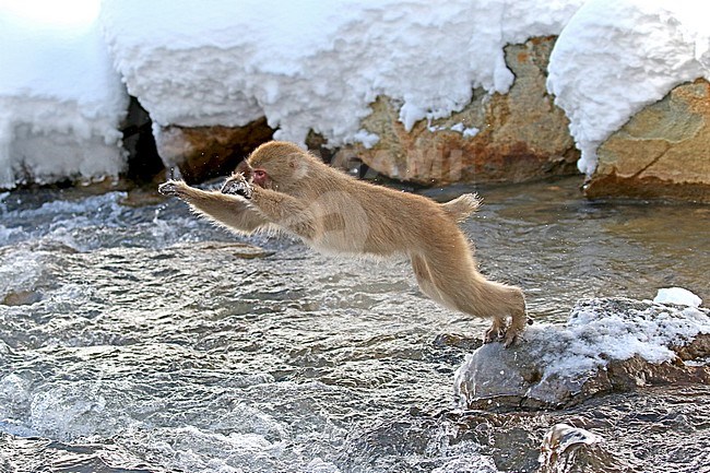 Japanese macaque or Snow Monkey (Macaca fuscata) jumping in the snow stock-image by Agami/Pete Morris,