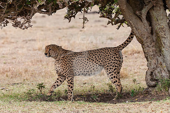 A cheetah, Acinonyx jubatus, marking its territory. Masai Mara National Reserve, Kenya. stock-image by Agami/Sergio Pitamitz,