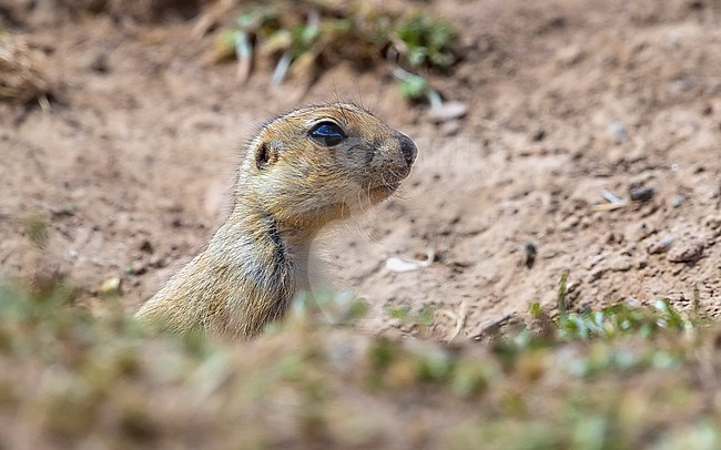 Probably immature Yellow Souslik (Spermophilus fulvus) sitting on the steppe ground in Kazakh Steppe of Western Kazakhstan. stock-image by Agami/Vincent Legrand,