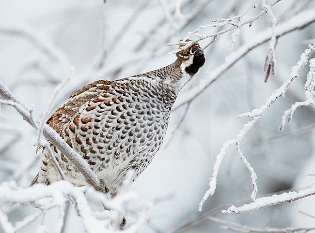 Mannetje Hazelhoen foeragerend in besneeuwde struiken; Male Hazel Grouse feeding in snow covered trees stock-image by Agami/Markus Varesvuo,