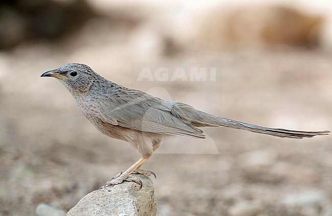 Arabian Babbler (Turdoides squamiceps) in Israel. stock-image by Agami/Tomi Muukkonen,
