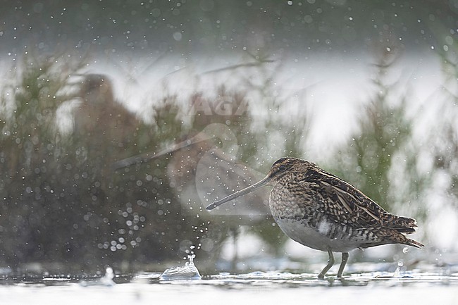 Common snipe heavy rain stock-image by Agami/Han Bouwmeester,