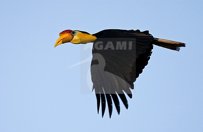 Maleise jaarvogel vliegend; Wrinkled Hornbill flying stock-image by Agami/Roy de Haas,