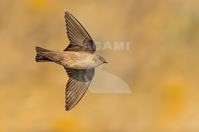 Eurasian Crag Martin, Ptyonoprogne rupestris, in Italy. stock-image by Agami/Daniele Occhiato,