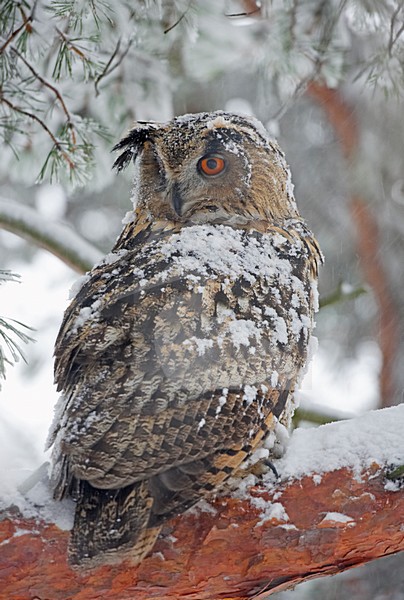 Eurasian Eagle Owl perched in tree looking around with snow on its back; Oehoe zittend in boom om zich heen kijkend met sneeuw op zijn rug stock-image by Agami/Markus Varesvuo,