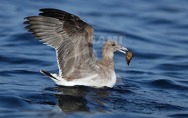 First calendar year Sooty Gull (Ichthyaetus hemprichii) at sea off Mirbat in Oman. Holding both wings up. stock-image by Agami/Aurélien Audevard,