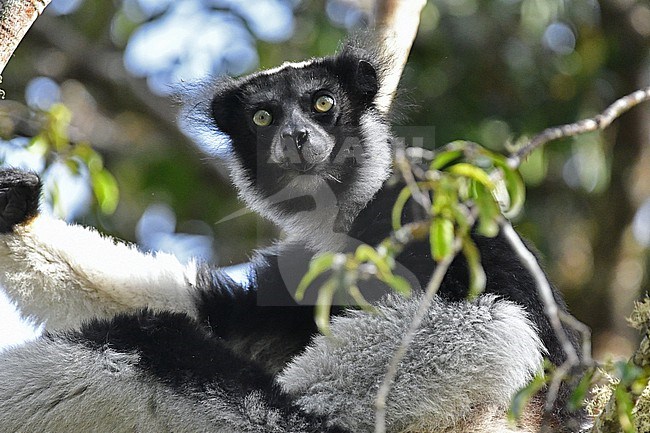 Indri is the largest lemur of Madagascar (and the world) and is obviously an endemic mammal species. It's loud sound is unmistakable and unforgettable. stock-image by Agami/Eduard Sangster,