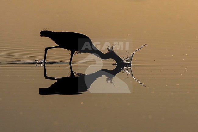 Snowy Egret (Egretta thula) hunting in morning light in Florida USA. stock-image by Agami/Marcel Burkhardt,