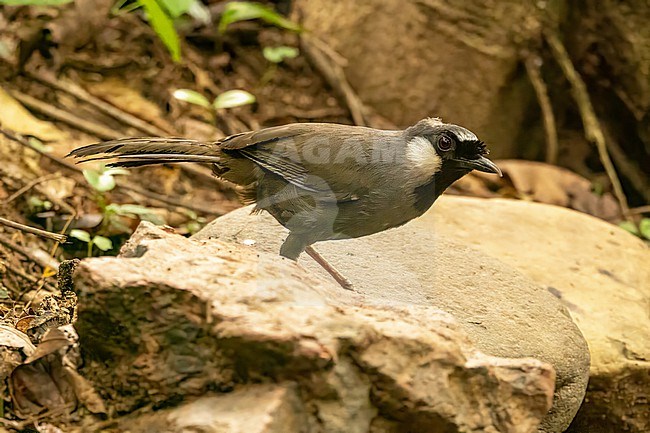 Black-throated Laughingthrush (Pterorhinus chinensis) stock-image by Agami/Hans Germeraad,