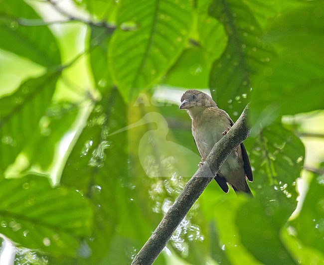 Female (type Giant Weaver, Ploceus grandis, in Gabon. stock-image by Agami/Pete Morris,