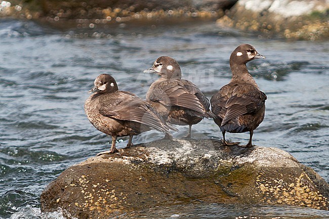 Harlequin Duck, Harlekijneend, Histrionicus histrionicus, Iceland, adult female stock-image by Agami/Ralph Martin,