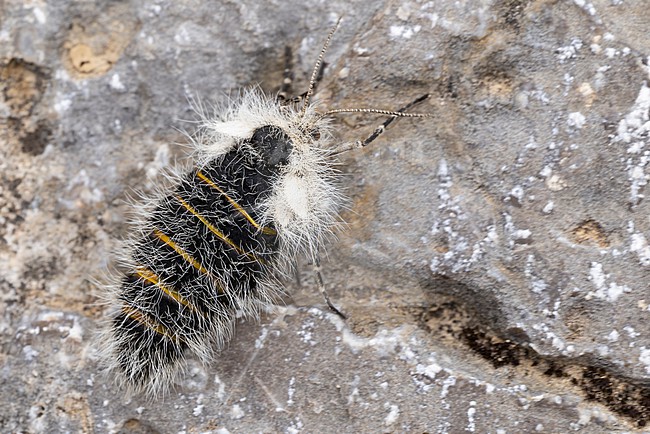 Lycia alpina is a high altitude endemic to the Alps, found in the Austrian Alps of of the Lech Valley; picture is showing the wingless female stock-image by Agami/Mathias Putze,