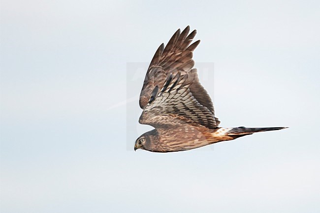 Juveniele Blauwe Kiekendief in de vlucht; Juvenile Hen Harrier in flight stock-image by Agami/Markus Varesvuo,