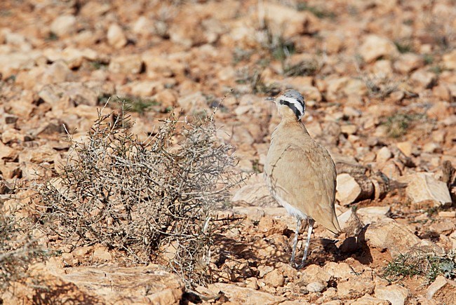 Renvogel in halfwoestijn; Cream-coloured Courser semi desert stock-image by Agami/Markus Varesvuo,