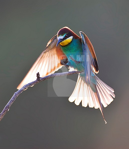 European Bee-eater (Merops apiaster) landing on an exposed branch with backlight in Hungary. stock-image by Agami/Marc Guyt,