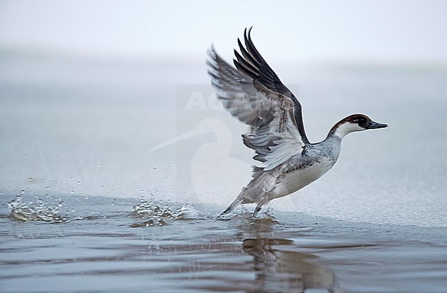 First-winter male Smew (Mergellus albellus) taking off from an ice covered lake in Finland. stock-image by Agami/Tomi Muukkonen,