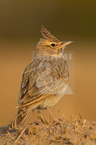Maghreb Lark - Maghreb Lerche - Galerida macrorhyncha; ssp. macrorhyncha; Morocco; adult stock-image by Agami/Ralph Martin,