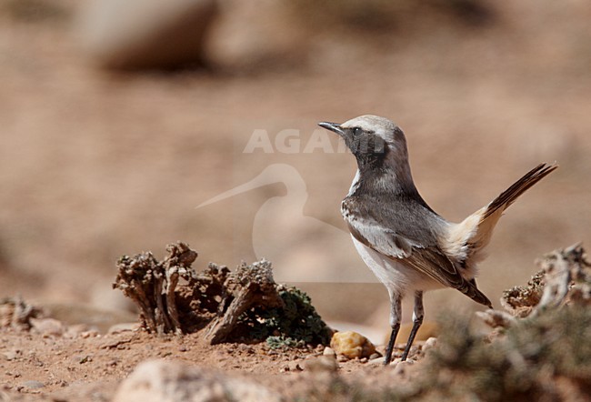 Mannetje Roodstuittapuit; Male Red-rumped Wheatear stock-image by Agami/Markus Varesvuo,