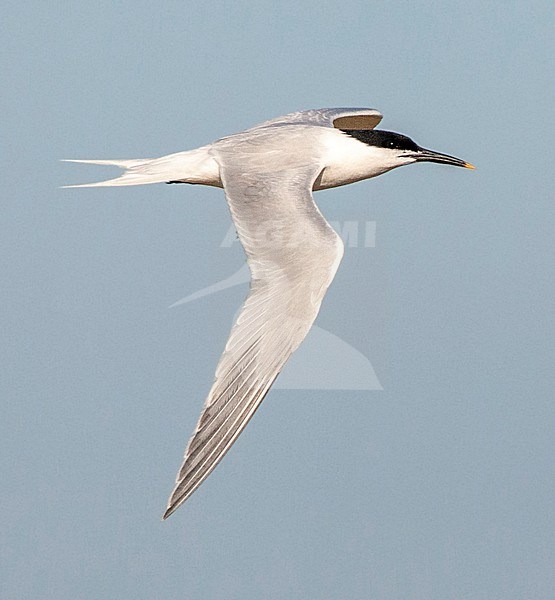 Adult Sandwich Tern (Sterna sandvicensis) in flight on Texel, Netherlands. stock-image by Agami/Marc Guyt,