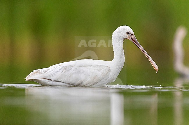 Eurasian Spoonbill (Platalea leucorodia), side view of a juvenile standing in the water, Campania, Italy stock-image by Agami/Saverio Gatto,