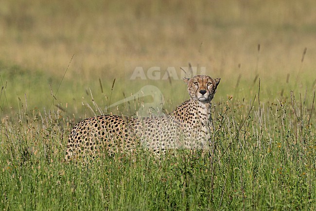 A cheetah, Acynonix jubatus, looking at the camera. Seronera, Serengeti National Park, Tanzania stock-image by Agami/Sergio Pitamitz,