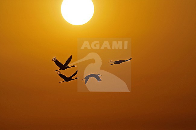 Hooded Cranes flying in front of sunrise in Japan stock-image by Agami/Pete Morris,