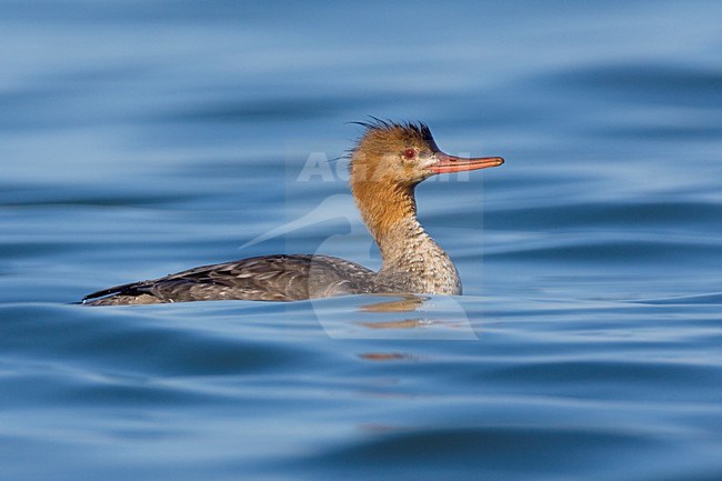 Middelste Zaagbek vrouwtje zwemmend; Red-breasted Merganser female swimming stock-image by Agami/Daniele Occhiato,
