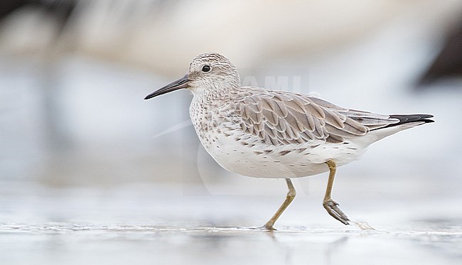 Great Knot (Calidris tenuirostris) wintering in Cairns Esplanade (southern end) in Queensland, Australia. stock-image by Agami/Ian Davies,