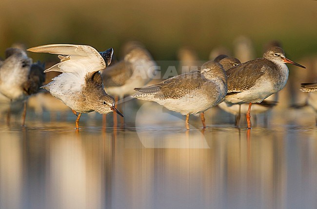 Common Redshank - Rotschenkel - Tringa totanus ssp. ussuriensis, Oman stock-image by Agami/Ralph Martin,
