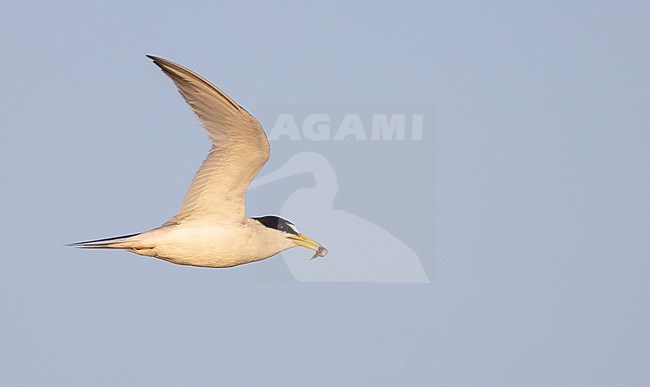 Least Tern, Sternula antillarum, in North America. Adult in flight during late summer. stock-image by Agami/Ian Davies,