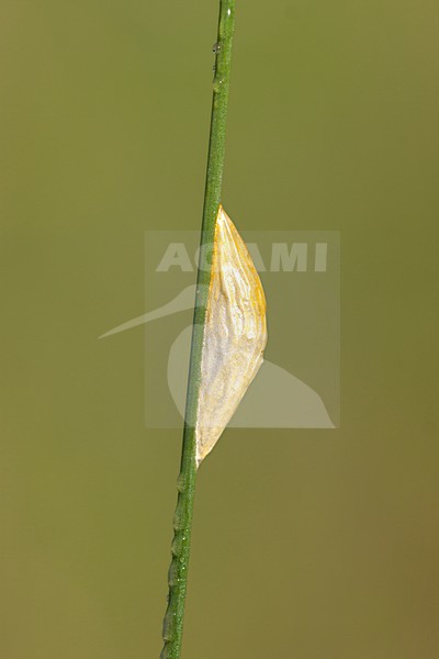Sint-jansvlinder in de vegetatie; Six-spot Burnet in the vegetation stock-image by Agami/Theo Douma,