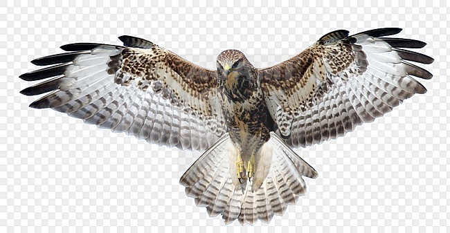 Common Buzzard (Buteo buteo) hanging still in mid-air in Friesland, Netherlands. Hovering above a meadow and looking for a prey. stock-image by Agami/Reint Jakob Schut,