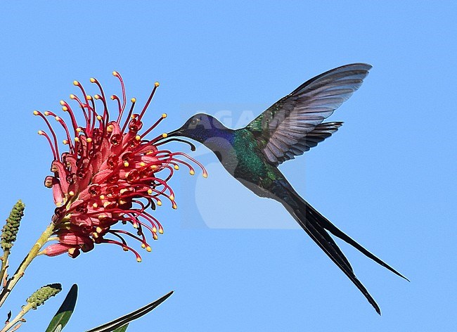 Swallow-tailed Hummingbird (Eupetomena macroura) foraging on a tropical flower in Veracel, Porto Seguro in Brazil. stock-image by Agami/Laurens Steijn,