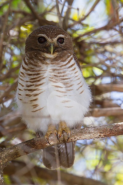 White-browed Owl (Athene superciliaris) perched in a tree in Madagascar. stock-image by Agami/Dubi Shapiro,