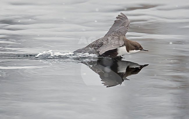 Wintering Black-bellied White-throated Dipper (Cinclus cinclus cinclus) in a fast flowing river at Kuusamo in arctic Finland. stock-image by Agami/Markus Varesvuo,